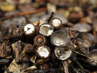 Cyathus striatus 4, Gestreept nestzwammetje, Saxifraga-Luuk Vermeer