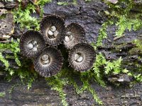 Cyathus striatus 5, Gestreept nestzwammetje, Saxifraga-Luuk Vermeer