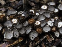 Cyathus striatus 8, Gestreept nestzwammetje, Saxifraga-Luuk Vermeer