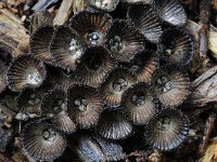 Cyathus striatus 9, Gestreept nestzwammetje, Saxifraga-Luuk Vermeer