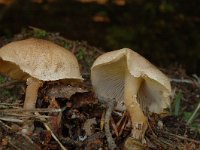 Cystoderma carcharias 3, Vleeskleurige korrelhoed, Saxifraga-Marijke Verhagen