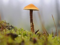 Cystoderma jasonis 2, Oranjebruine korrelhoed, Saxifraga-Luuk Vermeer