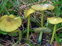 Entoloma incanum 2, Groensteelazijnzwam, Saxifraga-Lucien Rommelaars