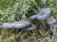 Entoloma mougeotii var fuscomarginatum 3, Lilagrijze satijnzwam, Saxifraga-Willem van Kruijsbergen