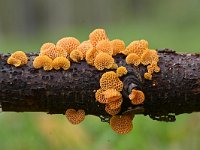 Favolaschia calocera 2, Saxifraga-Luuk Vermeer