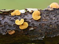 Favolaschia calocera 5, Saxifraga-Luuk Vermeer