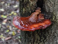 Fistulina hepatica 11, Biefstukzwam, Saxifraga-Luuk Vermeer