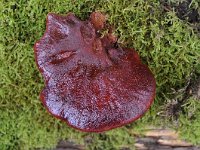 Fistulina hepatica 13, Biefstukzwam, Saxifraga-Luuk Vermeer