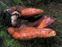 Fistulina hepatica 1, Biefstukzwam, Saxifraga-Jan de Laat