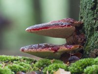 Fistulina hepatica 10, Biefstukzwam, Saxifraga-Jan Nijendijk tiff-3919