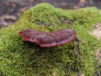 Fistulina hepatica 12, Biefstukzwam, Saxifraga-Luuk Vermeer