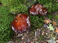 Fistulina hepatica 15, Biefstukzwam, Saxifraga-Luuk Vermeer