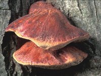 Fistulina hepatica 4, Biefstukzwam, Saxifraga-Jan van der Straten