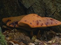 Biefstukzwam  Biefstukzwam op landgoed Staverden : Fistulina hepatica