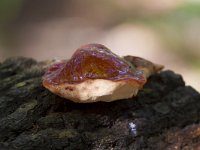 Fistulina hepatica 9, Biefstukzwam, Saxifraga-Jan Nijendijk