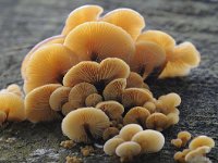 Flammulina velutipes 20, Gewoon fluweelpootje, Saxifraga-Luuk Vermeer