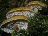 Flammulina velutipes 22, Gewoon fluweelpootje, Saxifraga-Rik Kruit