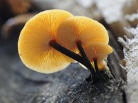 Flammulina velutipes 23, Gewoon fluweelpootje, Saxifraga-Luuk Vermeer