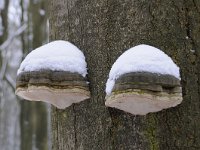 Fomes fomentarius 22, Echte tonderzwam, Saxifraga-Luuk Vermeer