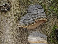 Fomes fomentarius 25, Echte tonderzwam, Saxifraga-Luuk Vermeer