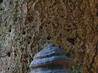 Fomes fomentarius 6, Echte tonderzwam, Saxifraga-Jan Nijendijk