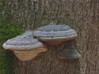 tonderzwam  tonderzwam : Fomes fomentarius