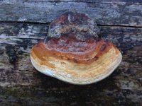 Fomitopsis pinicola 11, Roodgerande houtzwam, Saxifraga-Jan Willem Jongepier