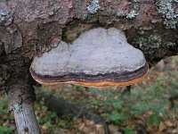 Fomitopsis pinicola 12, Roodgerande houtzwam, Saxifraga-Jan Willem Jongepier