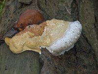 Fomitopsis pinicola 13, Roodgerande houtzwam, Saxifraga-Willem van Kruijsbergen