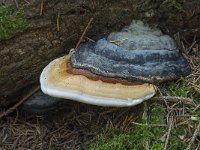 Fomitopsis pinicola 14, Roodgerande houtzwam, Saxifraga-Willem van Kruijsbergen