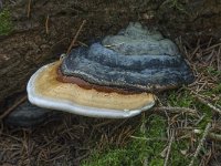 Fomitopsis pinicola 15, Roodgerande houtzwam, Saxifraga-Willem van Kruijsbergen