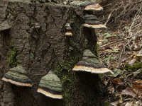 Fomitopsis pinicola 16, Roodgerande houtzwam, Saxifraga-Willem van Kruijsbergen