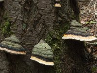 Fomitopsis pinicola 17, Roodgerande houtzwam, Saxifraga-Willem van Kruijsbergen