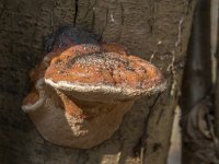 Fomitopsis pinicola 19, Roodgerande houtzwam, Saxifraga-Willem van Kruijsbergen