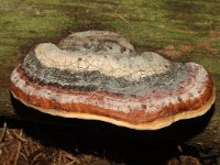 Fomitopsis pinicola 2, Roodgerande houtzwam, Saxifraga-Jan van der Straaten