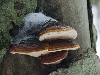 Fomitopsis pinicola 20, Roodgerande houtzwam, Saxifraga-Willem van Kruijsbergen