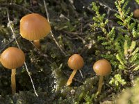 Galerina vittiformis 2, Barnsteenmosklokje, Saxifraga-Willem van Kruijsbergen