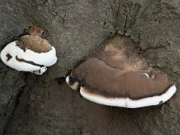 Ganoderma adspersum 12, Dikrandtonderzwam, Saxifraga-Willem van Kruijsbergen