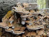 Ganoderma lipsiense 12, Platte tonderzwam, Saxifraga-Luuk Vermeer