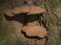 Ganoderma lipsiense 16, Platte tonderzwam, Saxifraga-Willem van Kruijsbergen