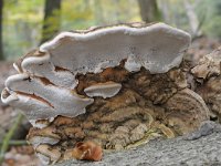 Ganoderma lipsiense 9, Platte tonderzwam, Saxifraga-Luuk Vermeer