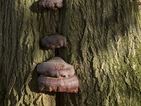 Ganoderma resinaceum 12, Harslakzwam, Saxifraga-Willem van Kruijsbergen