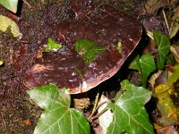 Ganoderma resinaceum 3, Harslakzwam, Saxifraga-Peter Meininger