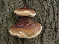 Ganoderma resinaceum 5, Harslakzwam, Saxifraga-Willem van Kruijsbergen