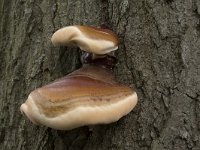 Ganoderma resinaceum 7, Harslakzwam, Saxifraga-Willem van Kruijsbergen