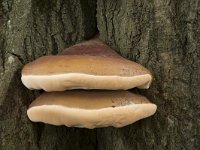 Ganoderma resinaceum 15, Harslakzwam, Saxifraga-Willem van Kruijsbergen