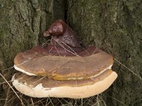 Ganoderma resinaceum 16, Harslakzwam, Saxifraga-Willem van Kruijsbergen