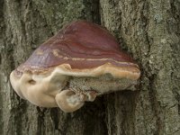 Ganoderma resinaceum 4, Harslakzwam, Saxifraga-Willem van Kruijsbergen