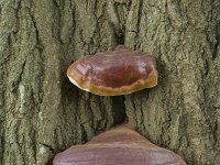 Ganoderma resinaceum 8, Harslakzwam, Saxifraga-Willem van Kruijsbergen