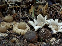 Geastrum fimbriatum 10, Gewimperde aardster, Saxifraga-Lucien Rommelaars